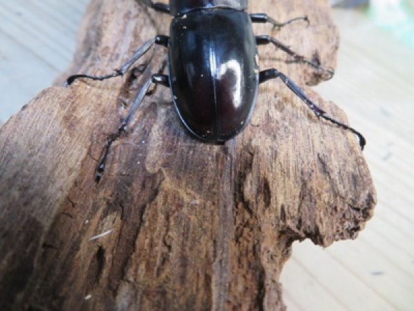 画像3: ☆多産物語付き☆ムニスゼッチフタマタクワガタ♂63ミリ♀38ミリ別血統ペア販売！！ (3)