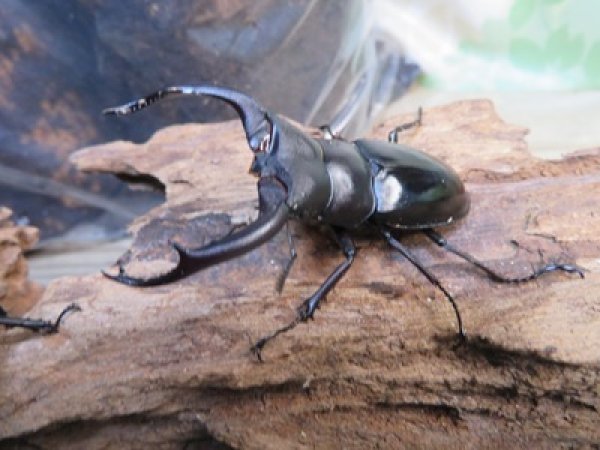 画像1: ☆多産物語付き☆ムニスゼッチフタマタクワガタ♂63ミリ♀38ミリ別血統ペア販売！！ (1)