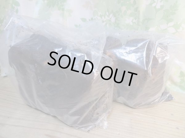 画像1: INSECT・MUSEより入荷☆バクテリア材☆多産物語！！M〜L材2本入り (1)