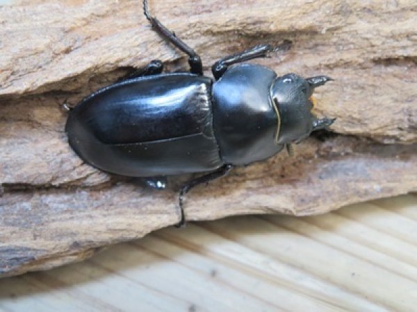 画像5: ☆多産物語付き☆フォルスターフタマタクワガタ（原名亜種）♂76ミリ♀46ミリ＋♀44ミリ計3頭トリオ販売！！ (5)
