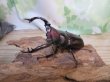 画像1: ☆多産物語付き☆フォルスターフタマタクワガタ（原名亜種）♂76ミリ♀46ミリ＋♀43ミリ計3頭トリオ販売！！ (1)