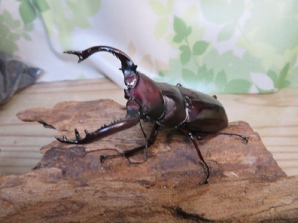 画像1: ☆多産物語付き☆フォルスターフタマタクワガタ（原名亜種）♂76ミリ♀46ミリ＋♀43ミリ計3頭トリオ販売！！ (1)