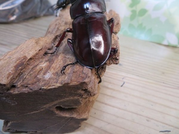 画像3: ☆多産物語付き☆フォルスターフタマタクワガタ（原名亜種）♂76ミリ♀46ミリ＋♀43ミリ計3頭トリオ販売！！ (3)