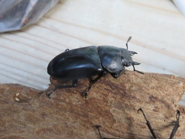 画像4: ☆多産物語付き☆フォルスターフタマタクワガタ（原名亜種）♂76ミリ♀46ミリ＋♀43ミリ計3頭トリオ販売！！ (4)