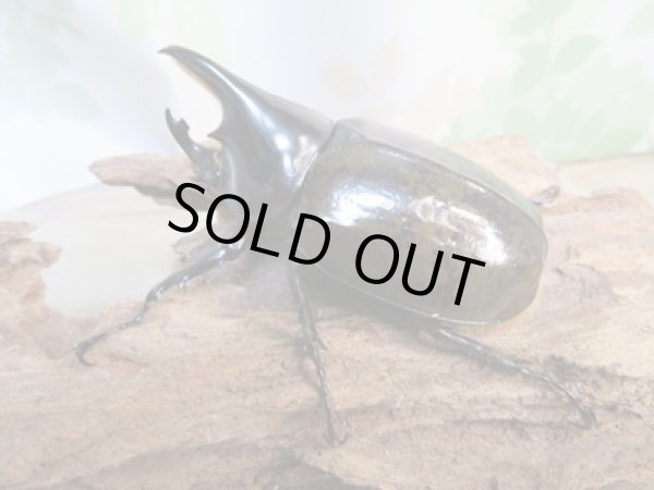 画像2: 昆虫家☆新春お年玉福袋2026☆1万5千円Cコース販売！！ (2)