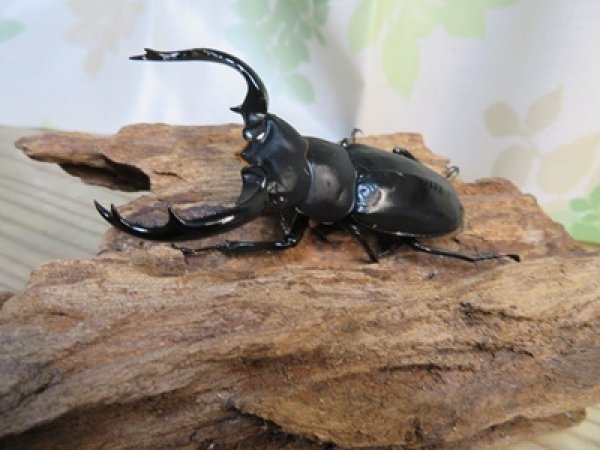 画像2: 昆虫家☆新春お年玉福袋2026☆10万円コース販売！！ (2)