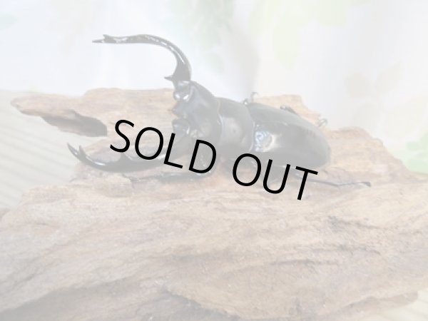 画像2: 昆虫家☆新春お年玉福袋2026☆10万円コース販売！！ (2)