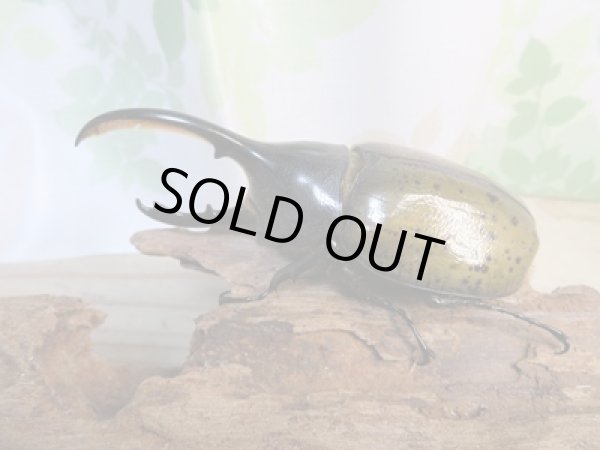 画像2: 昆虫家☆新春お年玉福袋2026☆1万5千円Aコース販売！！ (2)