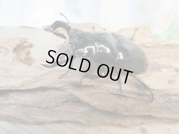 画像2: ☆新春お年玉福袋2026ブリーダーPON☆1万円Bコース販売！！ (2)