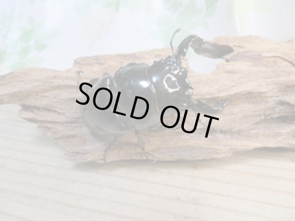 画像2: ☆新春お年玉福袋2026ブリーダーPON☆1万円Cコース販売！！ (2)