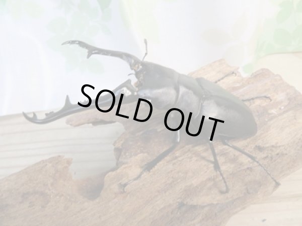 画像2: ☆新春お年玉福袋2026ブリーダーPON☆5千円Bコース販売！！ (2)