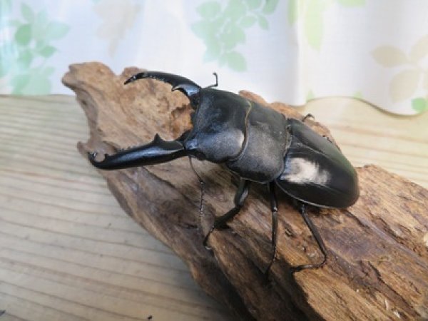 画像2: ☆新春お年玉福袋2026ブリーダーPON☆5千円Aコース販売！！ (2)