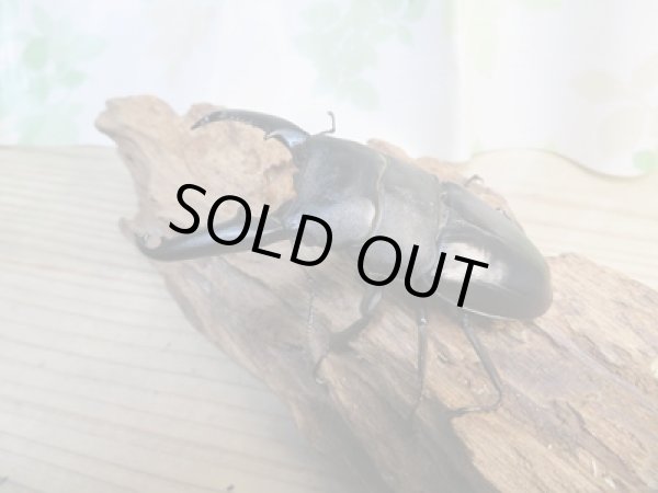 画像2: ☆新春お年玉福袋2026ブリーダーPON☆5千円Aコース販売！！ (2)