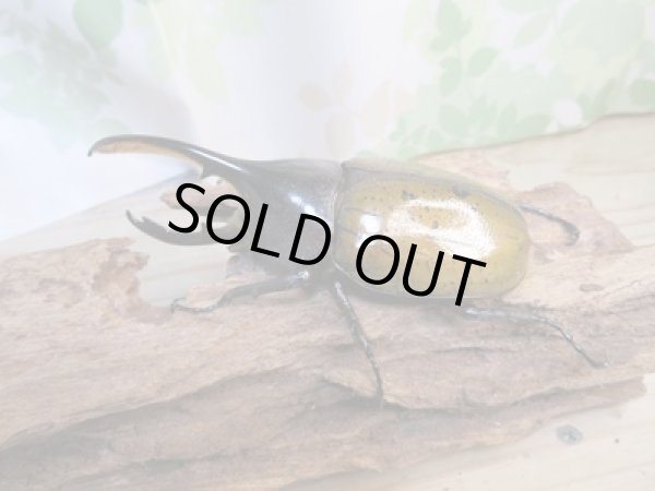 画像2: 昆虫家☆新春お年玉福袋2026☆1万5千円Bコース販売！！ (2)