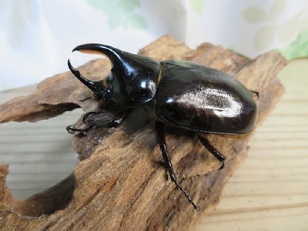 画像2: 昆虫家☆新春お年玉福袋2026☆1万5千円Dコース販売！！ (2)