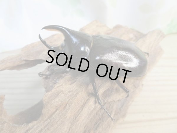 画像2: 昆虫家☆新春お年玉福袋2026☆1万5千円Dコース販売！！ (2)