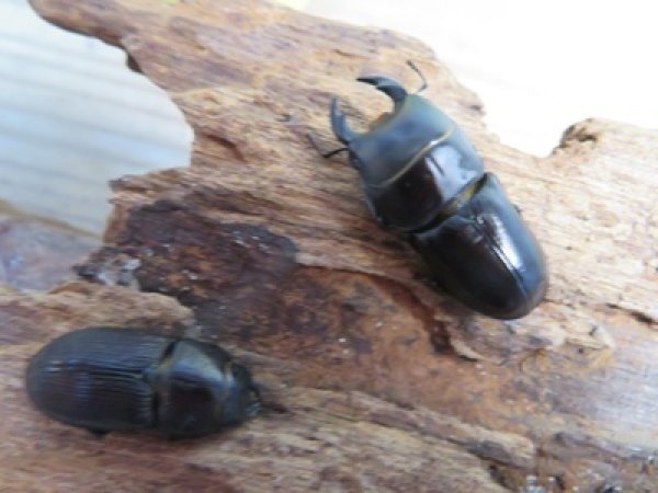 画像2: 稀少種☆WF3☆ブレビスオオクワガタ初二令幼虫3頭セット販売！！ (2)