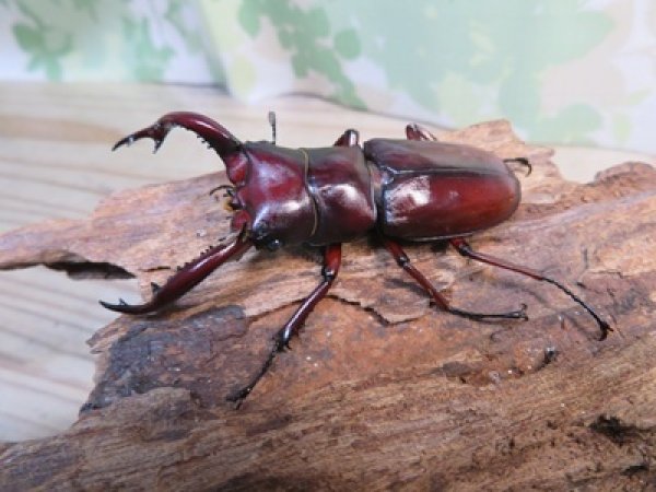 画像1: ☆新成虫☆フォルスターフタマタクワガタ（亜種ニシ）♂65ミリ♀40ミリペア販売！！ (1)