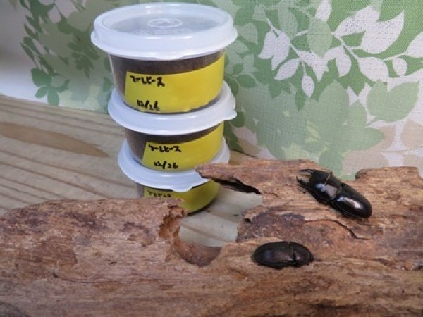 画像1: 稀少種☆WF3☆ブレビスオオクワガタ初二令幼虫3頭セット販売！！ (1)