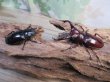 画像5: ☆新成虫☆フォルスターフタマタクワガタ（亜種ニシ）♂65ミリ♀40ミリペア販売！！ (5)