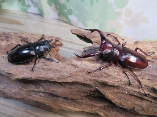 画像5: ☆新成虫☆フォルスターフタマタクワガタ（亜種ニシ）♂65ミリ♀40ミリペア販売！！ (5)