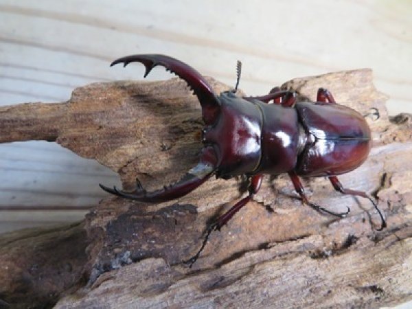 画像2: ☆新成虫☆フォルスターフタマタクワガタ（亜種ニシ）♂65ミリ♀40ミリペア販売！！ (2)