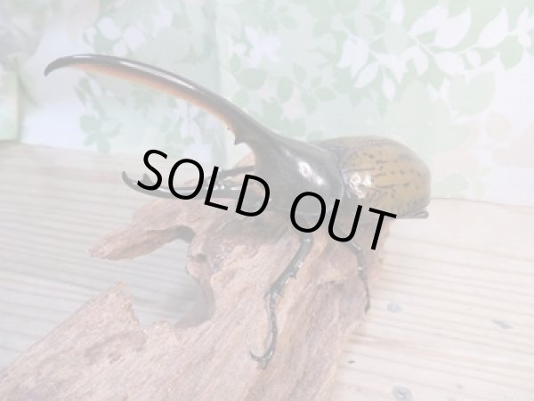 画像2: 昆虫家☆新春お年玉福袋2026☆2万円Aコース販売！！ (2)