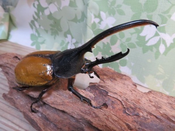 画像2: 昆虫家☆新春お年玉福袋2026☆2万円Bコース販売！！ (2)