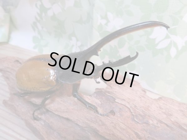 画像2: 昆虫家☆新春お年玉福袋2026☆2万円Bコース販売！！ (2)