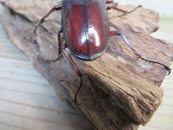 画像3: ☆極太新成虫☆マンディブラリスフタマタクワガタ（赤マンディ）♂90ミリ♀46ミリペア販売！！ (3)