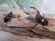 画像5: ☆新成虫☆マンディブラリスフタマタクワガタ（赤マンディ）♂75ミリ♀44ミリペア販売！！ (5)