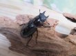 画像4: ☆新成虫☆マンディブラリスフタマタクワガタ（赤マンディ）♂75ミリ♀44ミリペア販売！！ (4)