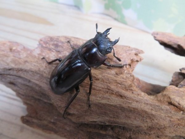 画像4: ☆新成虫☆マンディブラリスフタマタクワガタ（赤マンディ）♂75ミリ♀44ミリペア販売！！ (4)