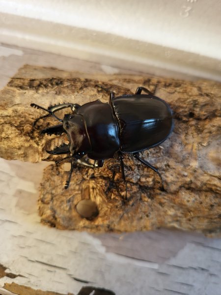 画像1: 西表島産☆WF3☆ヤエヤママルバネクワガタ初二令幼虫3頭セット販売！！ (1)