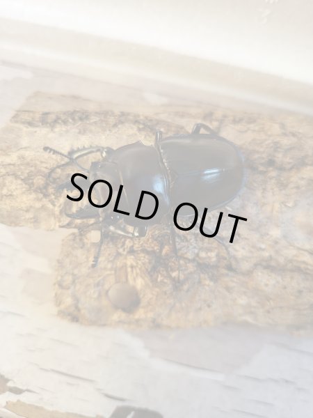 画像1: 西表島産☆WF3☆ヤエヤママルバネクワガタ初二令幼虫3頭セット販売！！ (1)