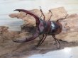 画像2: ☆新成虫☆マンディブラリスフタマタクワガタ（赤マンディ）♂75ミリ♀44ミリペア販売！！ (2)