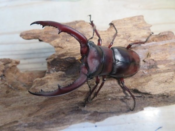 画像2: ☆新成虫☆マンディブラリスフタマタクワガタ（赤マンディ）♂75ミリ♀44ミリペア販売！！ (2)