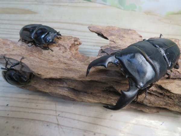 画像6: 有名血統新成虫☆アチェ産☆スマトラオオヒラタクワガタ♂98ミリ♀54ミリペア＋♀53ミリ計3頭トリオ販売！！ (6)