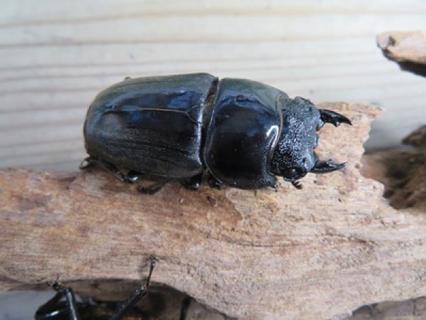 画像5: 有名血統新成虫☆アチェ産☆スマトラオオヒラタクワガタ♂98ミリ♀54ミリペア＋♀53ミリ計3頭トリオ販売！！ (5)