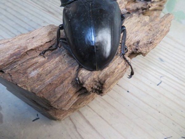 画像3: 有名血統新成虫☆アチェ産☆スマトラオオヒラタクワガタ♂98ミリ♀54ミリペア＋♀53ミリ計3頭トリオ販売！！ (3)