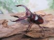 画像1: ☆新成虫☆マンディブラリスフタマタクワガタ（赤マンディ）♂75ミリ♀44ミリペア販売！！ (1)