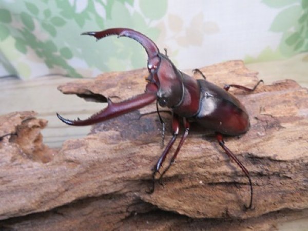 画像1: ☆新成虫☆マンディブラリスフタマタクワガタ（赤マンディ）♂75ミリ♀44ミリペア販売！！ (1)