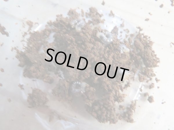 画像2: 西表島産☆WF3☆ヤエヤママルバネクワガタ初二令幼虫3頭セット販売！！ (2)