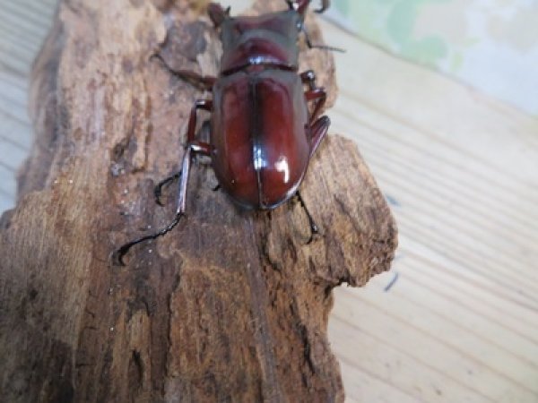 画像3: ☆新成虫☆フォルスターフタマタクワガタ（亜種ニシ）♂65ミリ♀40ミリペア販売！！ (3)