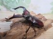 画像1: ☆極太新成虫☆マンディブラリスフタマタクワガタ（赤マンディ）♂90ミリ♀46ミリペア販売！！ (1)