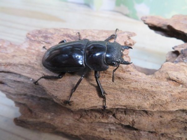 画像4: ☆極太新成虫☆マンディブラリスフタマタクワガタ（赤マンディ）♂90ミリ♀46ミリペア販売！！ (4)