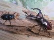 画像5: ☆極太新成虫☆マンディブラリスフタマタクワガタ（赤マンディ）♂90ミリ♀46ミリペア販売！！ (5)