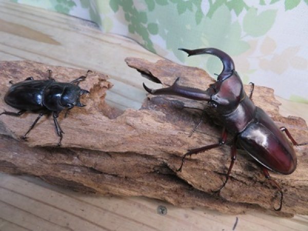 画像5: ☆極太新成虫☆マンディブラリスフタマタクワガタ（赤マンディ）♂90ミリ♀46ミリペア販売！！ (5)