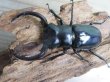 画像2: 26年種親用☆カリンポン産☆ウエストウッディ オオシカクワガタ♂79ミリ♀40ミリペア販売！！ (2)