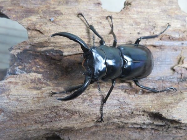 画像2: 26年種親用☆D V産☆ウエストウッディ オオシカクワガタ♂48.5ミリ♀43ミリ別血統サービスペア販売！！ (2)